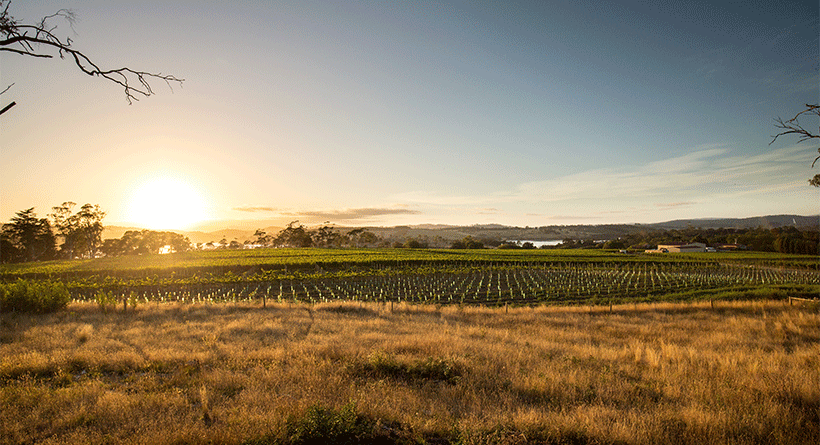 Holm Oak Vineyard